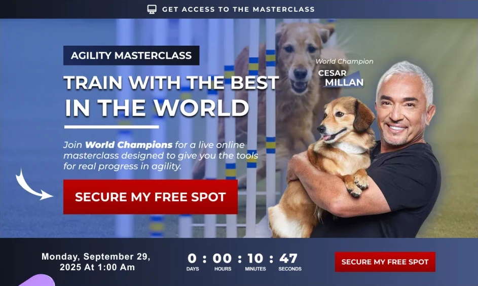 Dog training masterclass
